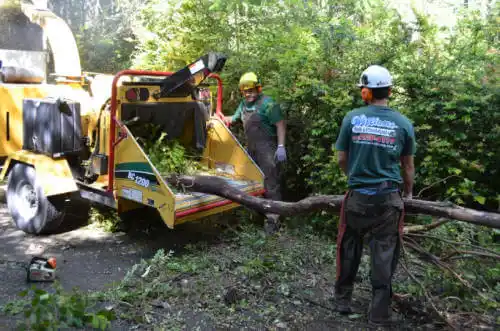 tree services Desert Hot Springs